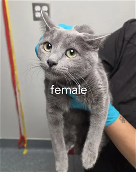 Adoptable Cat