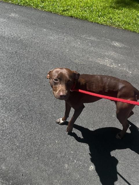 Buddy