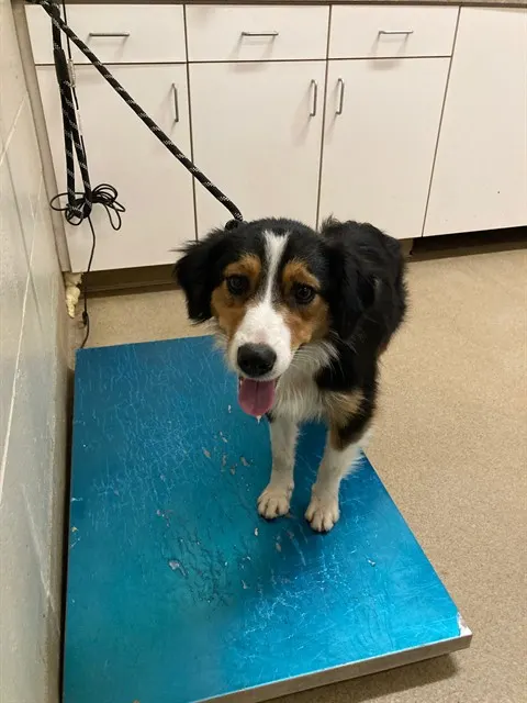 Adoptable Dog