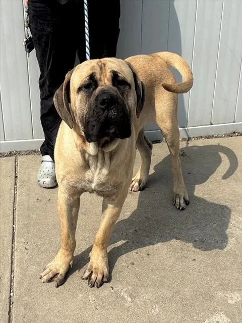 Samson