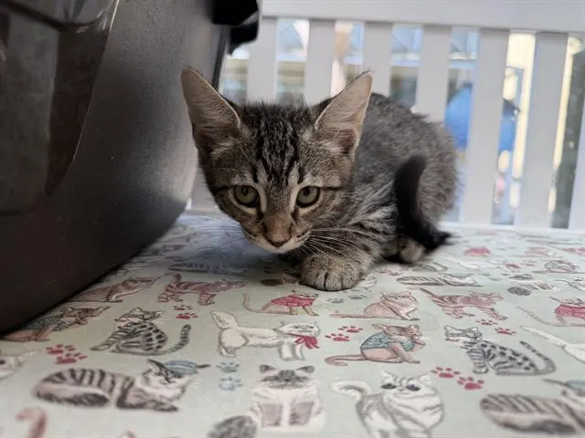 Chili