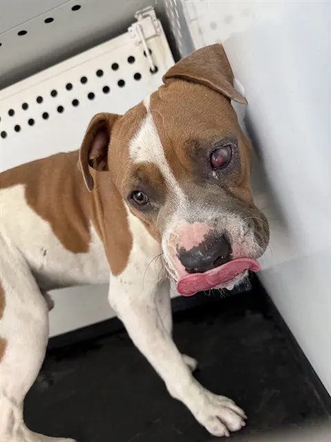 Adoptable Dog