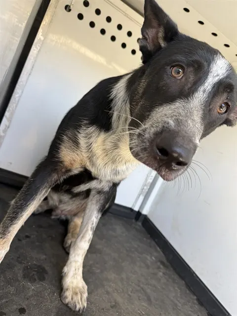 Adoptable Dog