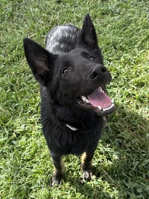 Nala