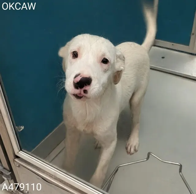 Adoptable Dog