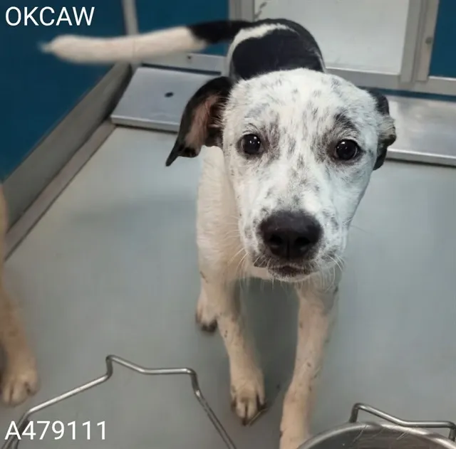 Adoptable Dog