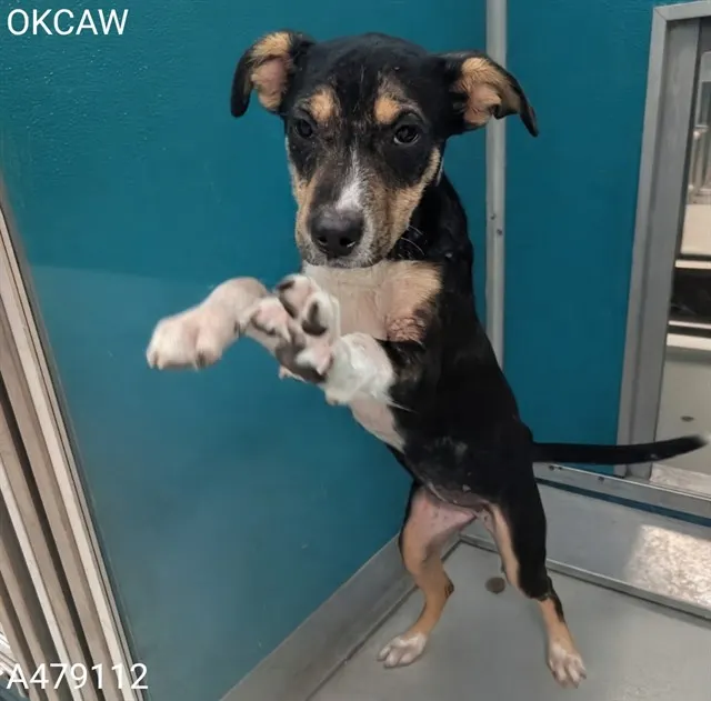 Adoptable Dog