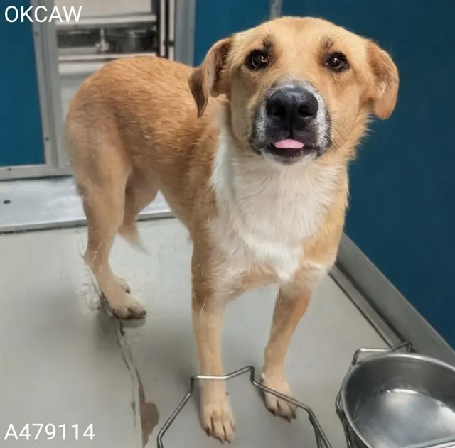Adoptable Dog