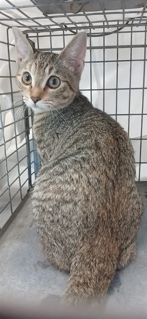 Adoptable Cat