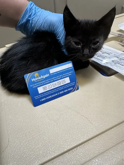 Adoptable Cat