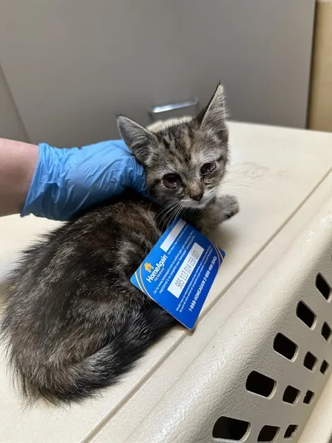 Adoptable Cat