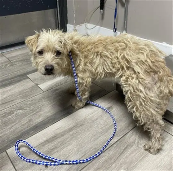 Pluto - Pending Adoption