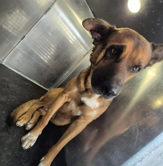 Adoptable Dog
