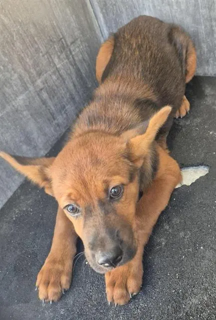 Adoptable Dog