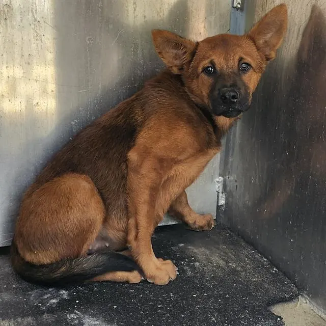 Adoptable Dog