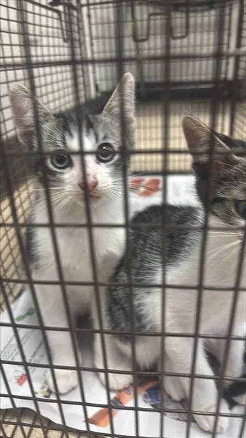 Adoptable Cat
