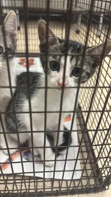 Adoptable Cat