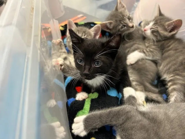 Adoptable Cat