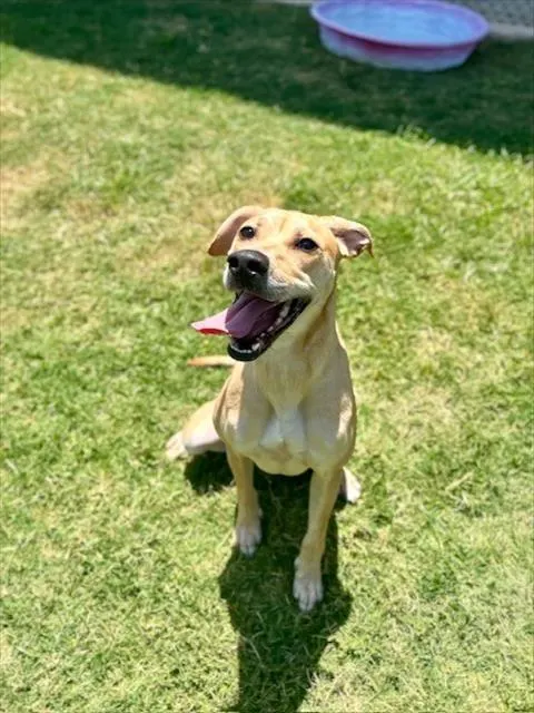 Stella
