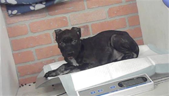 Adoptable Dog