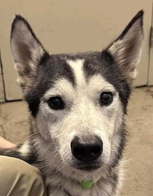 Koda