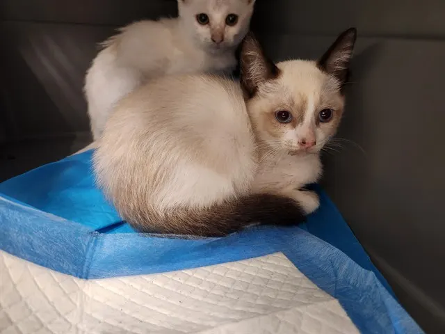 Adoptable Cat