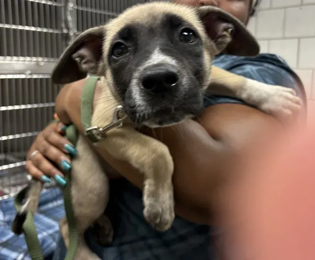 Adoptable Dog