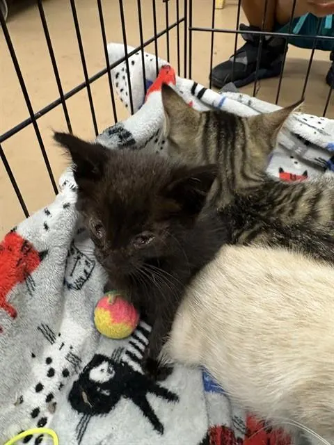 Adoptable Cat