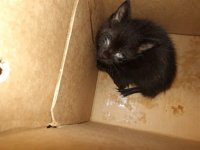 Adoptable Cat