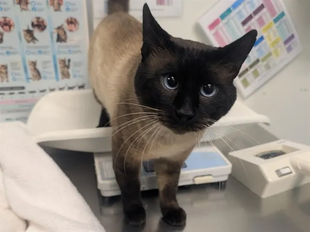 Prince Pawsington Iii
