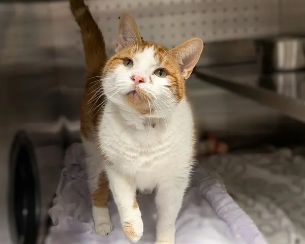 Oliver (Asc) Hidden Gem