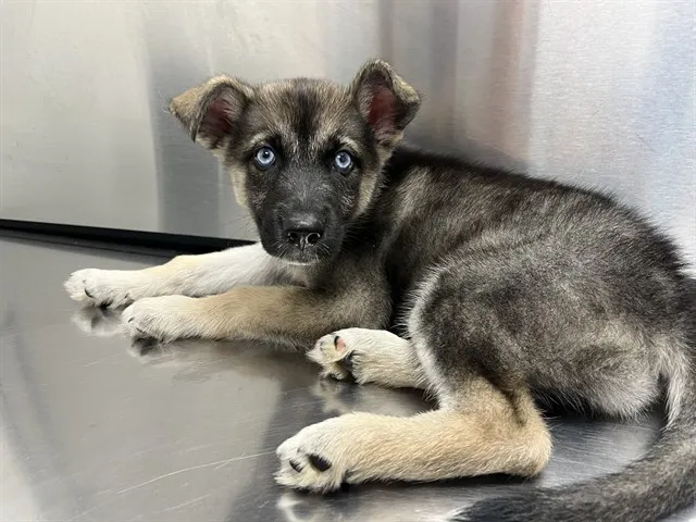 Adoptable Dog