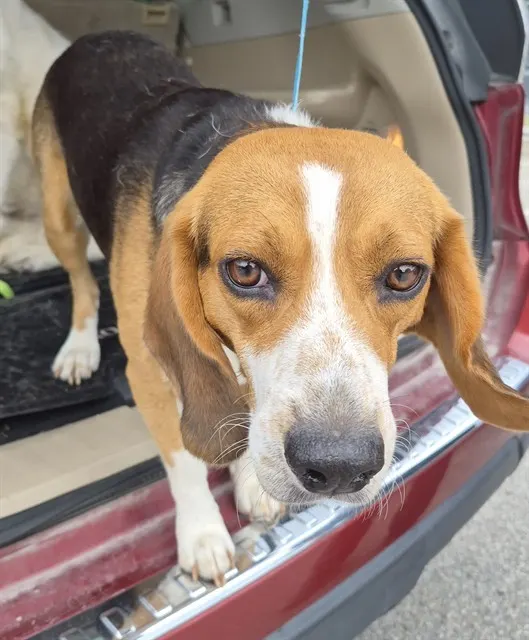 Adoptable Dog
