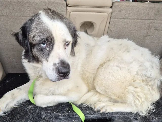 Adoptable Dog