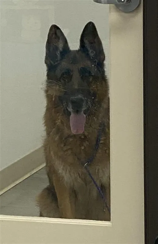 Loki