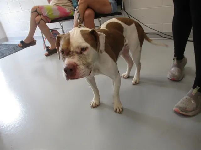Adoptable Dog