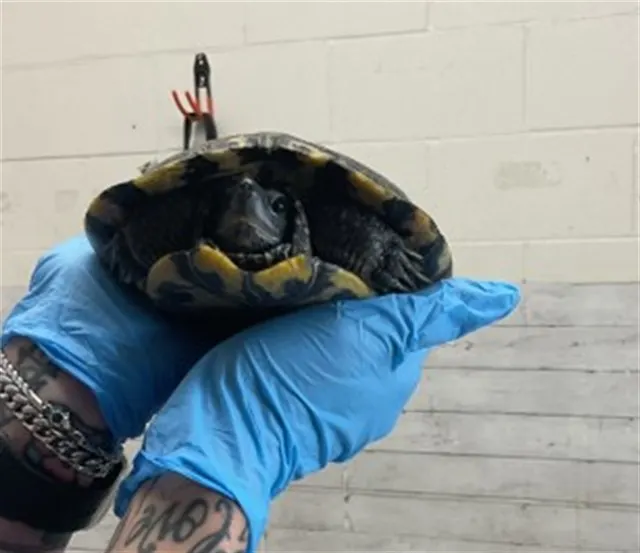 Donatello