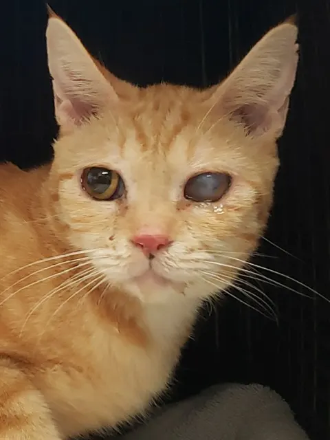 Tangelo