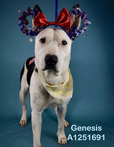 *Genesis