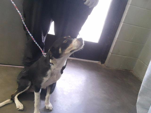 Adoptable Dog