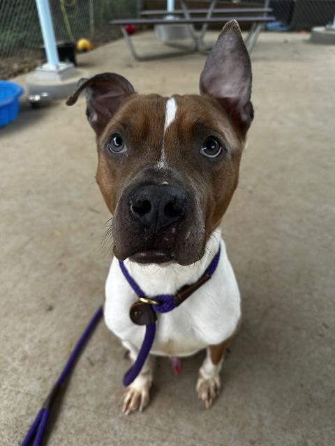 Bruno