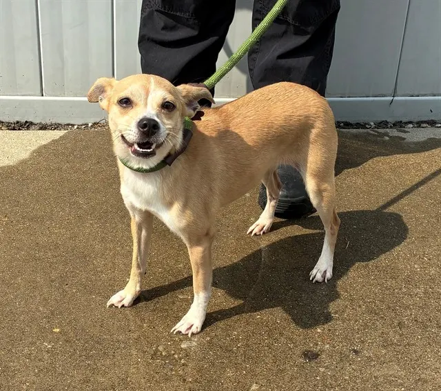 Adoptable Dog
