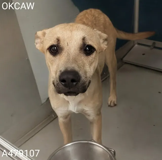 Adoptable Dog