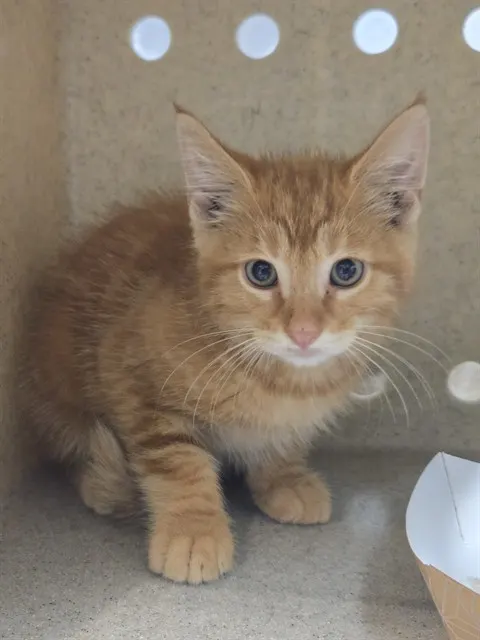 Nephew