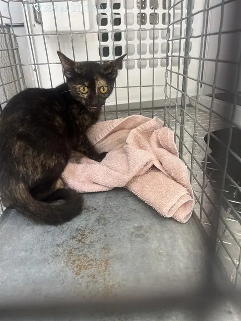 Adoptable Cat