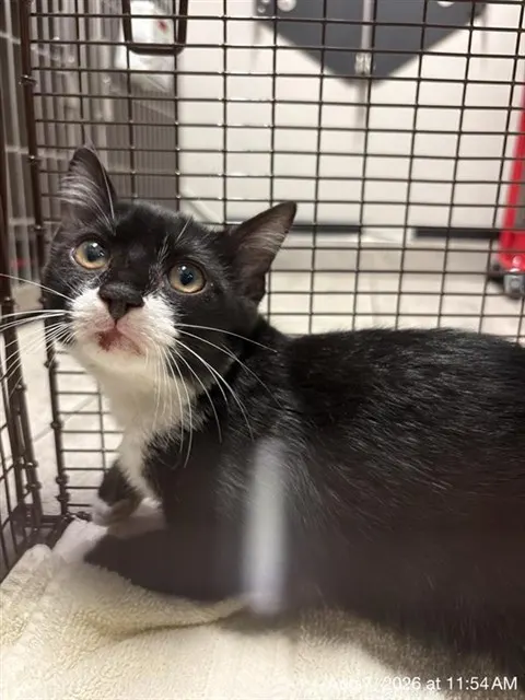 Adoptable Cat