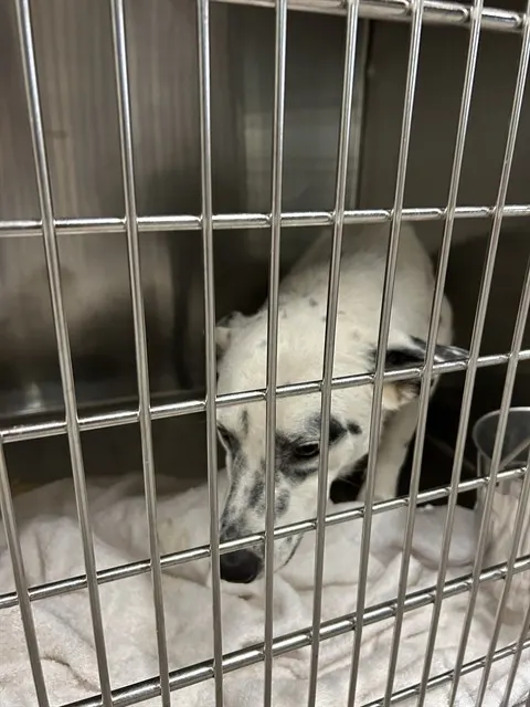 Echo