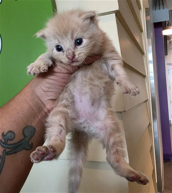 Adoptable Cat