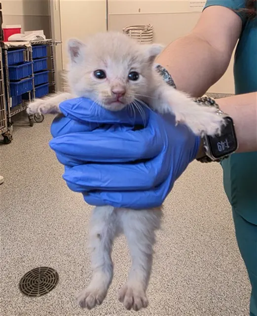 Adoptable Cat