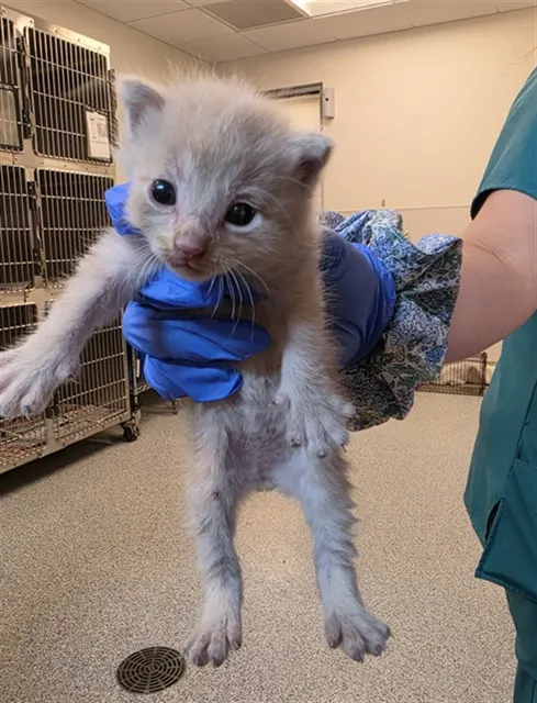 Adoptable Cat